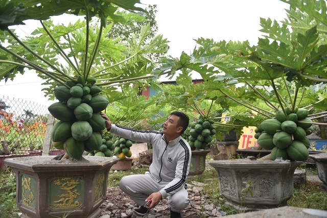 Cây đu đủ bonsai bày Tết được nhiều người săn lùng - Ảnh 7.