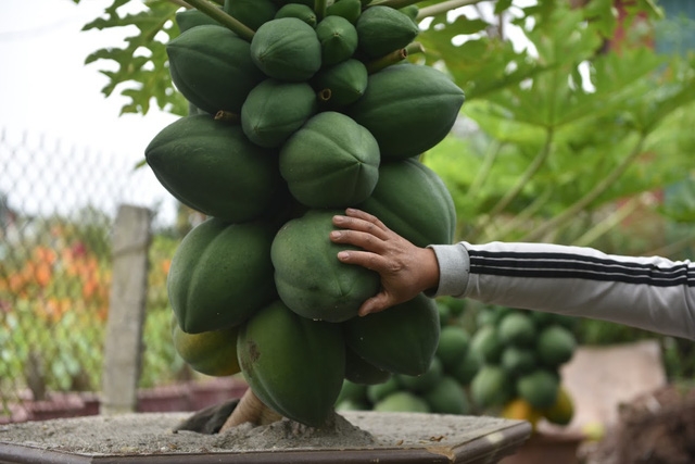 Cây đu đủ bonsai bày Tết được nhiều người săn lùng - Ảnh 3.