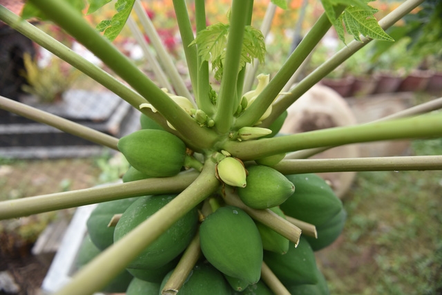 Cây đu đủ bonsai bày Tết được nhiều người săn lùng - Ảnh 9.