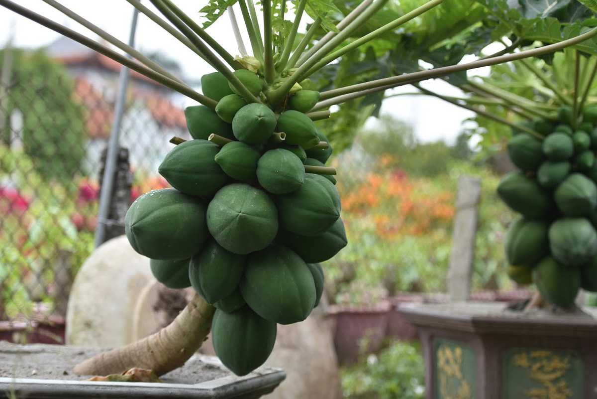 Cây đu đủ bonsai bày Tết được nhiều người săn lùng - Nhịp sống ...