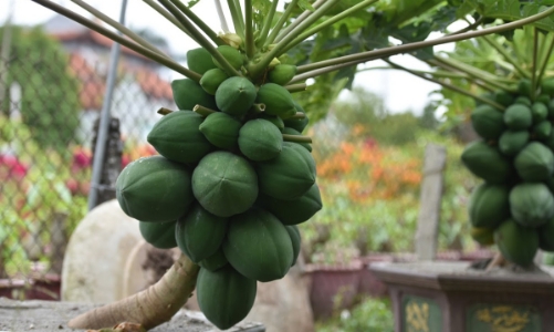 Cây đu đủ bonsai bày Tết được nhiều người săn lùng