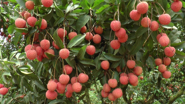 Vải thiều Lục Ngạn chất lượng, được giá - Ảnh 1.