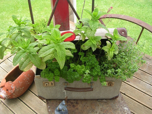 Những khu vườn tái chế rất xinh để đón Tết - Ảnh 13.