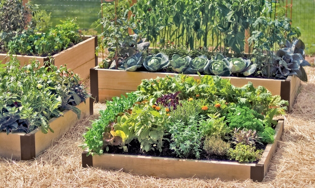 Trồng rau ngay trong nhà, tại sao không? - Ảnh 6.