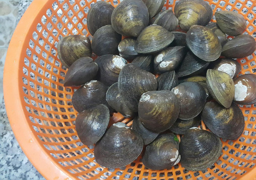 Về rừng đước ăn vọp nướng Cà Mau - Ảnh 1.