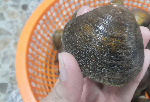 Về rừng đước ăn vọp nướng Cà Mau - Ảnh 2.