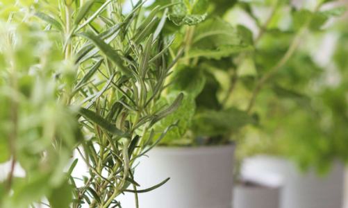 Một khu vườn ngay tại cửa sổ