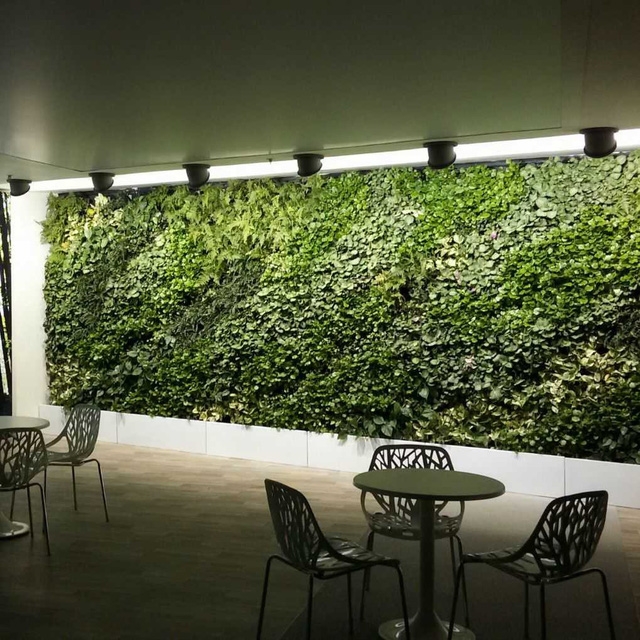 Vườn thẳng đứng trong nhà: những điều cần biết - Ảnh 7.