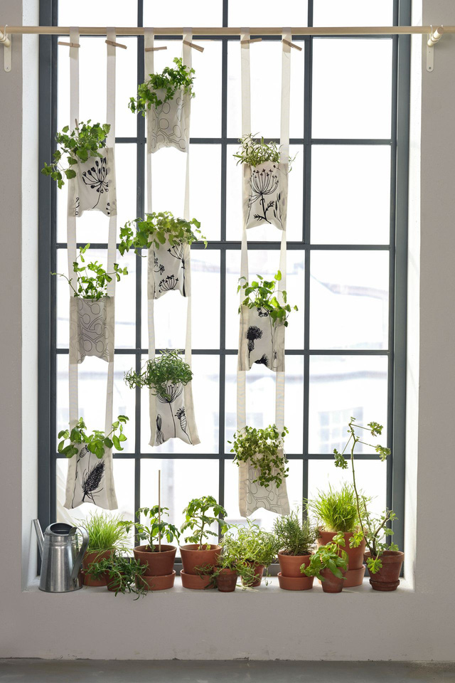 Một khu vườn ngay tại cửa sổ - Ảnh 8.