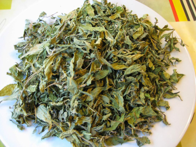 Thực hư những lời đồn về lá xạ đen - Ảnh 3.
