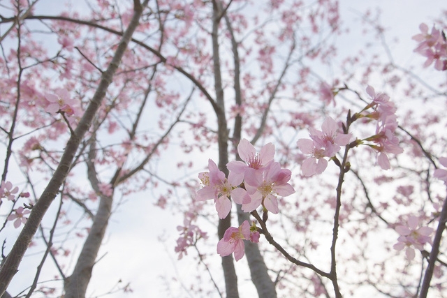 Ngắm hoa anh đào trên núi Dương Minh - Ảnh 1.