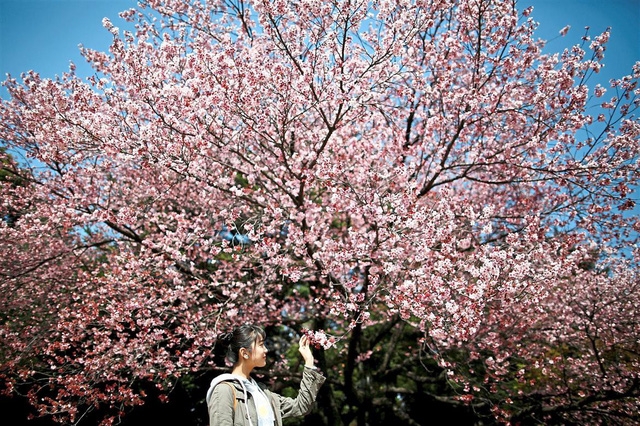 Ngắm hoa anh đào trên núi Dương Minh - Ảnh 3.