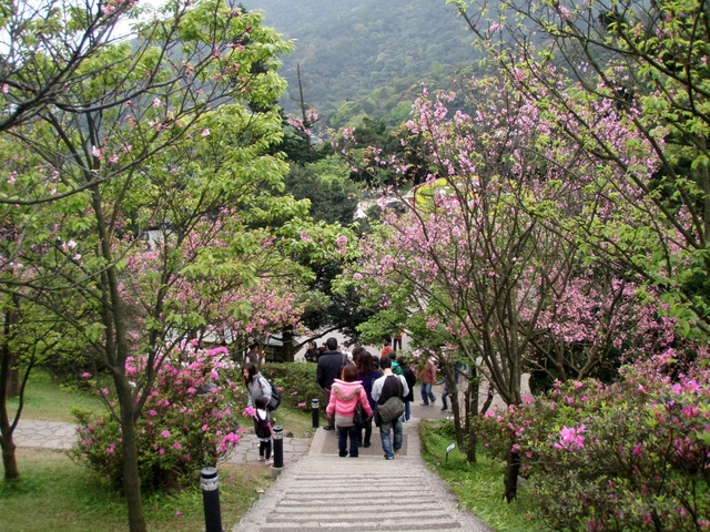 Ngắm hoa anh đào trên núi Dương Minh - Ảnh 4.