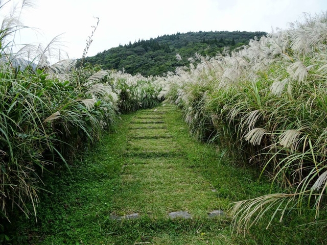 Ngắm hoa anh đào trên núi Dương Minh - Ảnh 7.