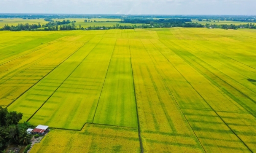 Tập đoàn Tân Long ra mắt thương hiệu gạo ngon nhất thế giới
