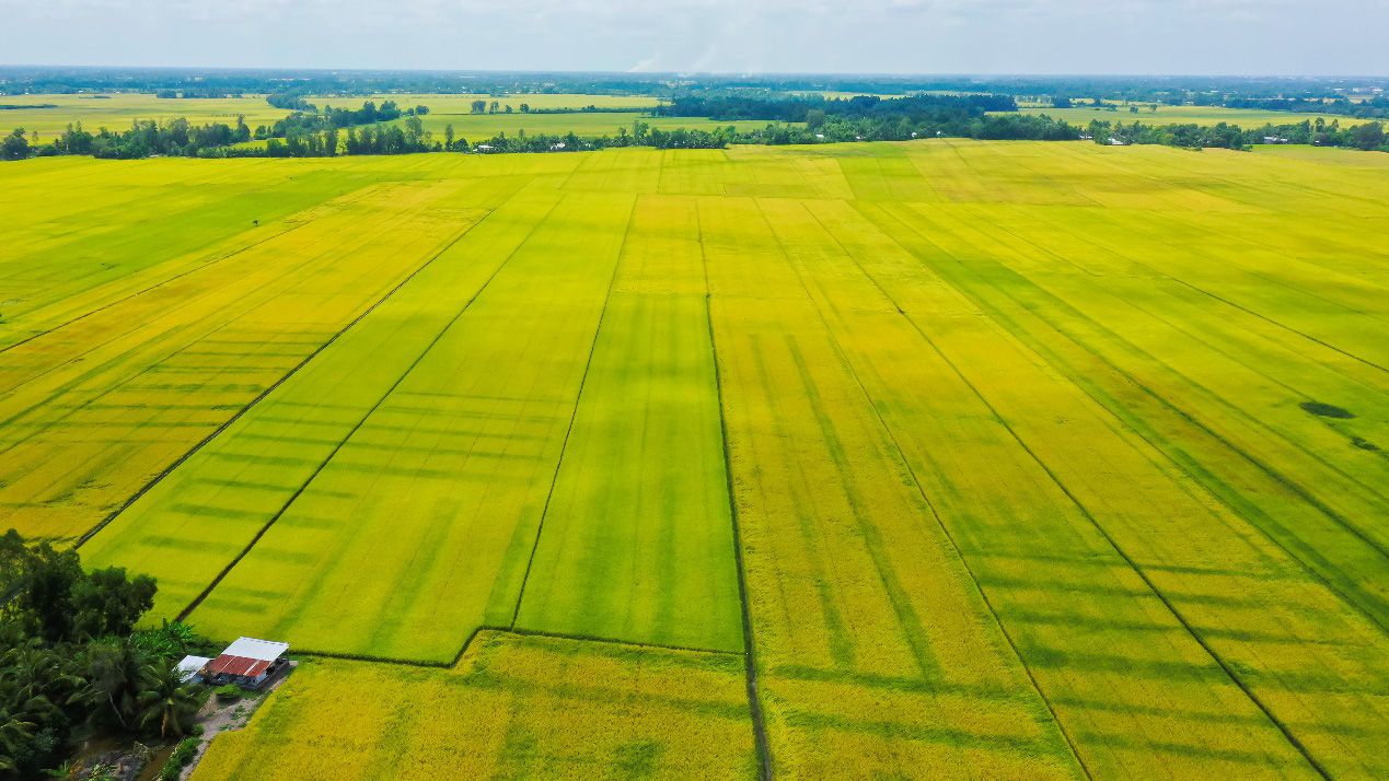 Người tiêu dùng đã có thêm một lựa chọn gạo chất lượng cao hoàn hảo cho bữa ăn ngon hàng ngày. 