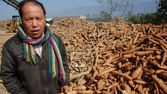 Giá sắn tăng cao