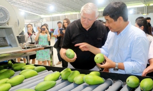 Xoài Việt ra thế giới, xuất khẩu tăng trưởng 16,5% trong quý 1