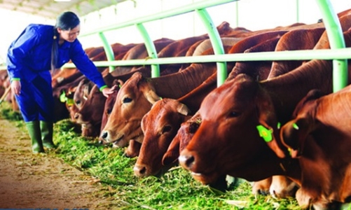 Chuyển đổi số trong ngành nông nghiệp để thoát khỏi tình trạng mất cân đối cung cầu