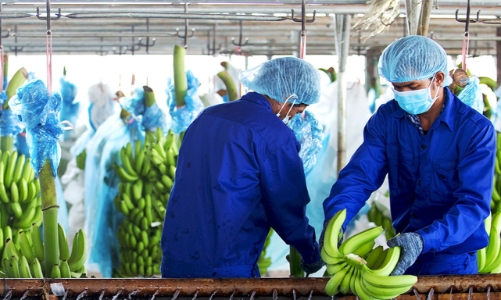 Không hợp nhất doanh thu từ HNG, HAG báo lỗ 248 tỷ đồng trước thuế