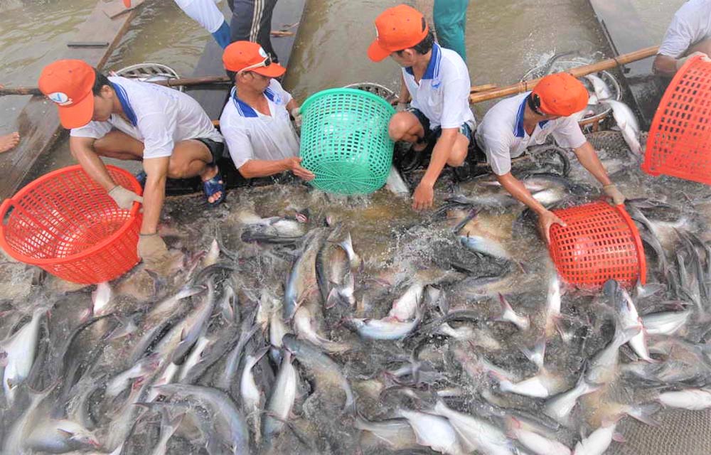 Xuất khẩu cá tra đang dẫn tăng trưởng trở lại