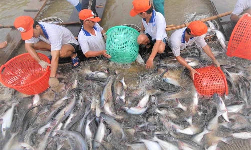 Xuất khẩu cá tra bật tăng trở lại sau 2 năm 