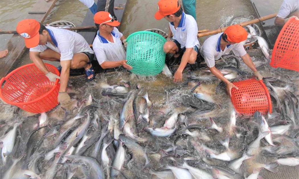 Xuất khẩu cá tra đang dẫn tăng trưởng trở lại