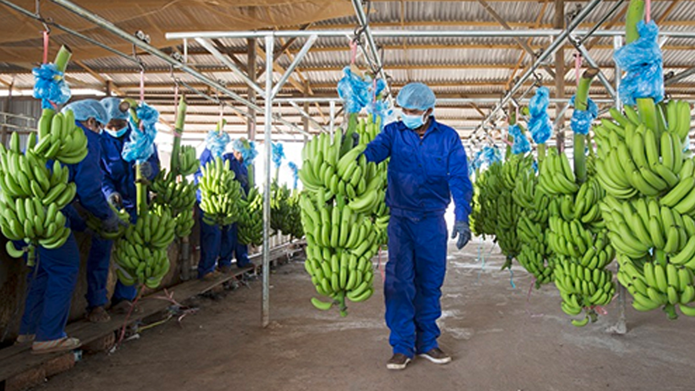 Quý 1, doanh thu bán trái cây của HNG giảm từ 301 tỷ hồi quý 1/2020 xuống còn 158,7 tỷ trong quý 1/2021.