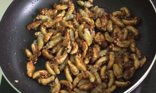 Nhộng ve sầu đầu mùa cháy hàng, cẩn trọng kẻo ngộ độc