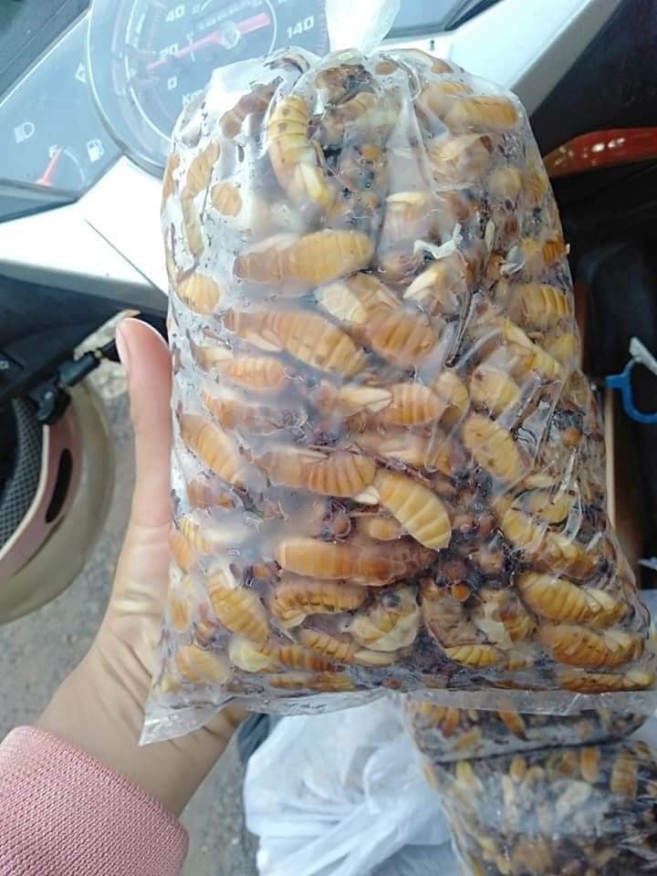 Tr&ecirc;n c&aacute;c trang mạng x&atilde; hội, nhộng ve sầu đầu m&ugrave;a được rao b&aacute;n kh&aacute; nhiều.