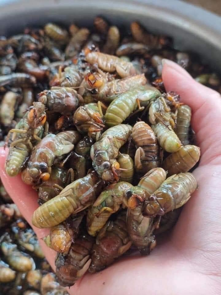 Người ti&ecirc;u d&ugrave;ng n&ecirc;n cẩn thận khi lựa chọn, sơ chế, chế biến nhộng ve sầu tr&aacute;nh nguy hại tới sức khỏe