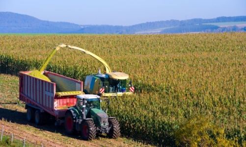 Sốt nguyên vật liệu thô tiếp tục lan rộng, đến lượt giá ngô tăng phi mã