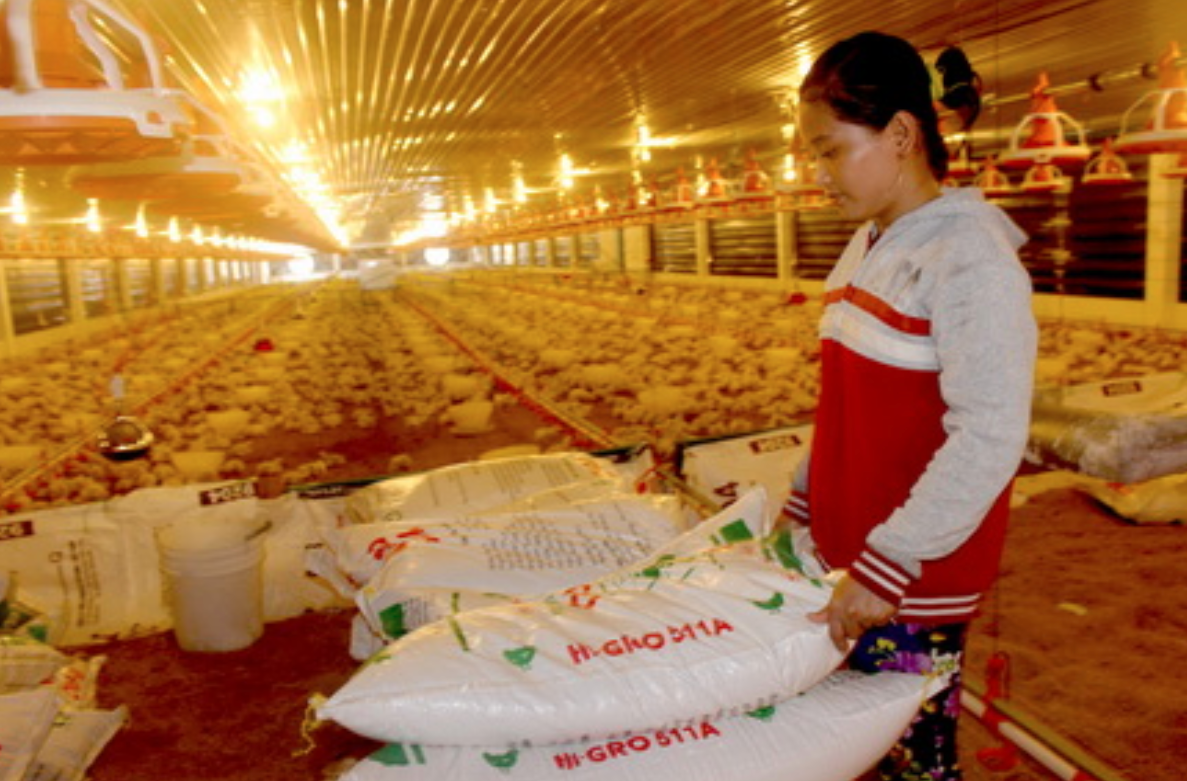 Chăn nuôi đối mặt với thua lỗ, phá sản.