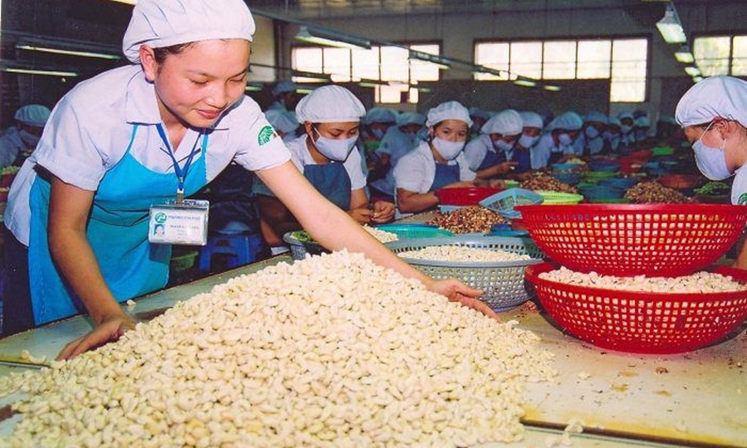 Nhập khẩu điều thô nguyên liệu tăng gấp hơn 3 lần.