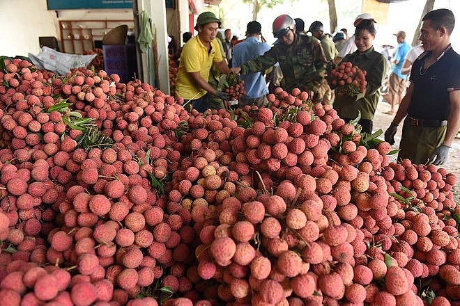 Các "Thủ phủ" vải đang lên kế hoạch xuất khẩu.