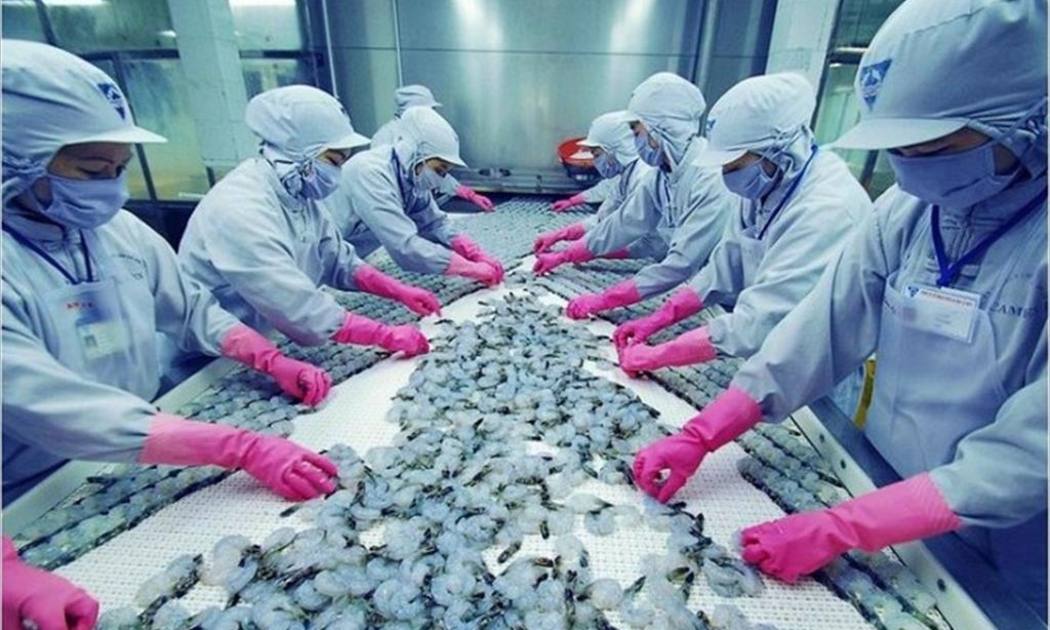 Tháng 4/2021, FMC, bao gồm Khang An Co. chế biến 1.575 tấn tôm thành phẩm, bằng 131% so cùng kỳ năm trước.