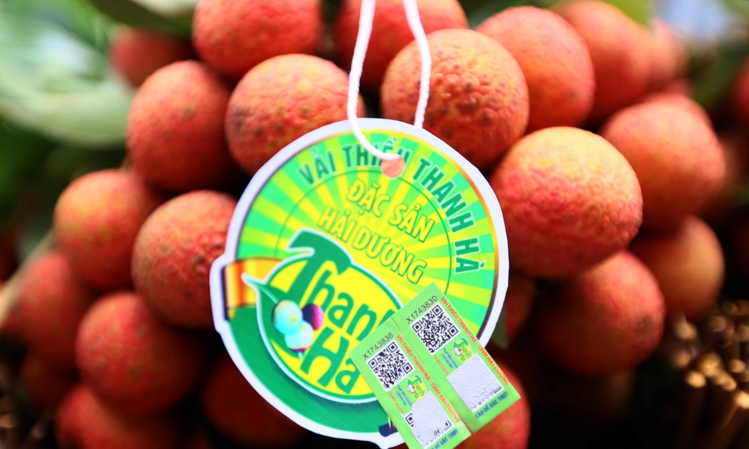 Tỉnh Hải Dương mong muốn đưa quả vải thiều và nông sản Hải Dương đi xa tới nhiều phân khúc thị trường trong nước và quốc tế.
