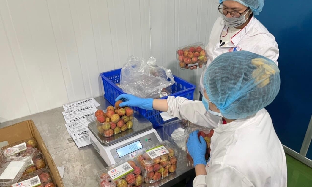Đóng gói, dán tem vải thiều Thanh Hà.