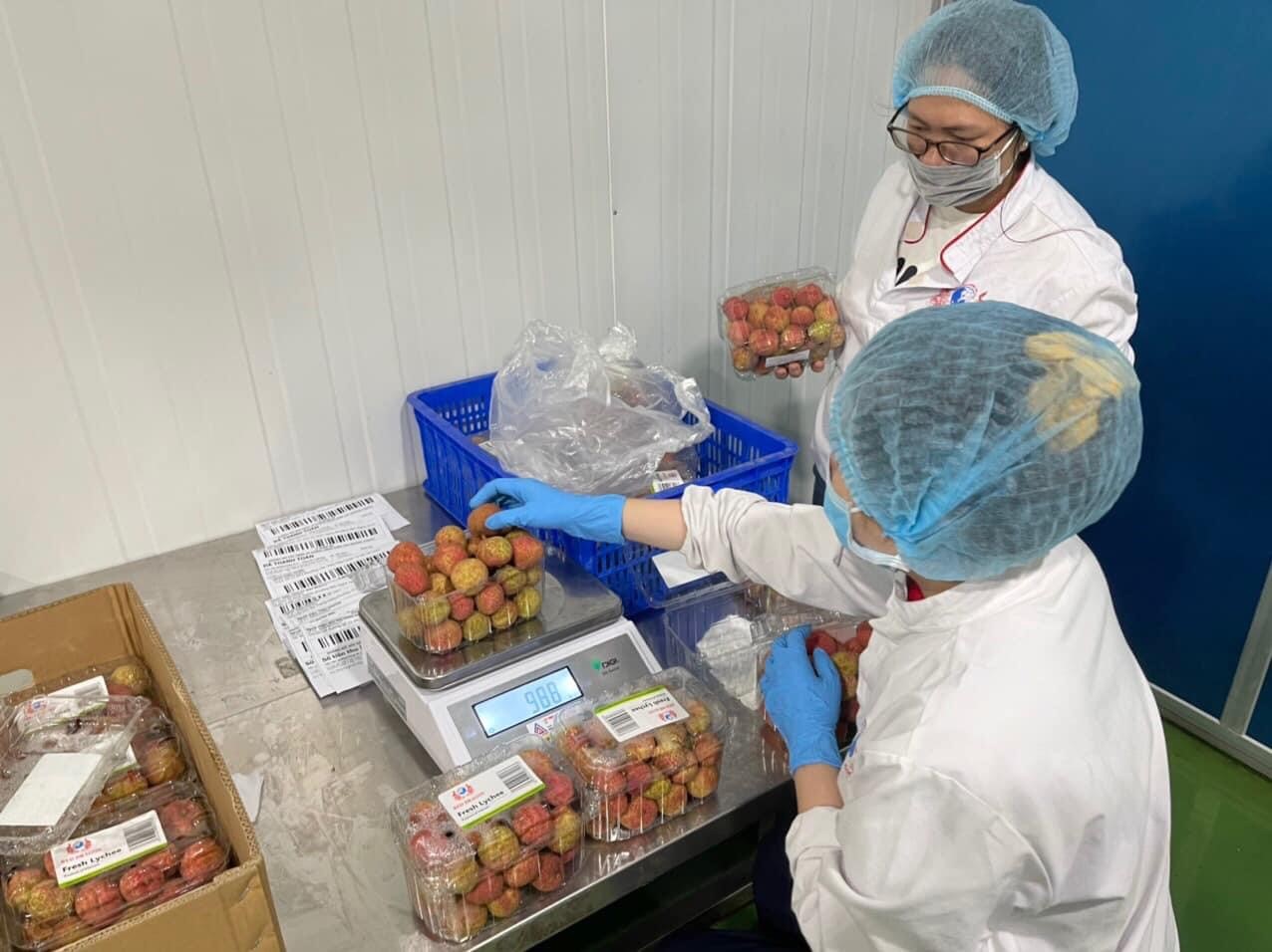 Đóng gói, dán tem vải thiều Thanh Hà.