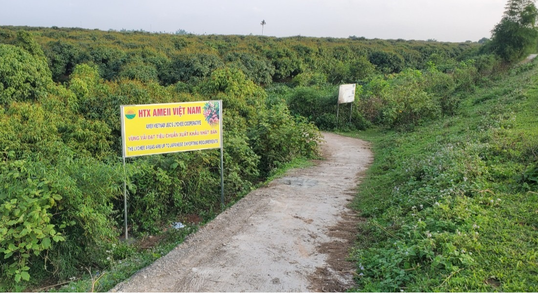 V&ugrave;ng vải rộng khoảng 17 ha của C&ocirc;ng ty CP Ameii Việt Nam, với 35 x&atilde; vi&ecirc;n tham gia, chuy&ecirc;n sản xuất vải xuất khẩu đi Nhật Bản.