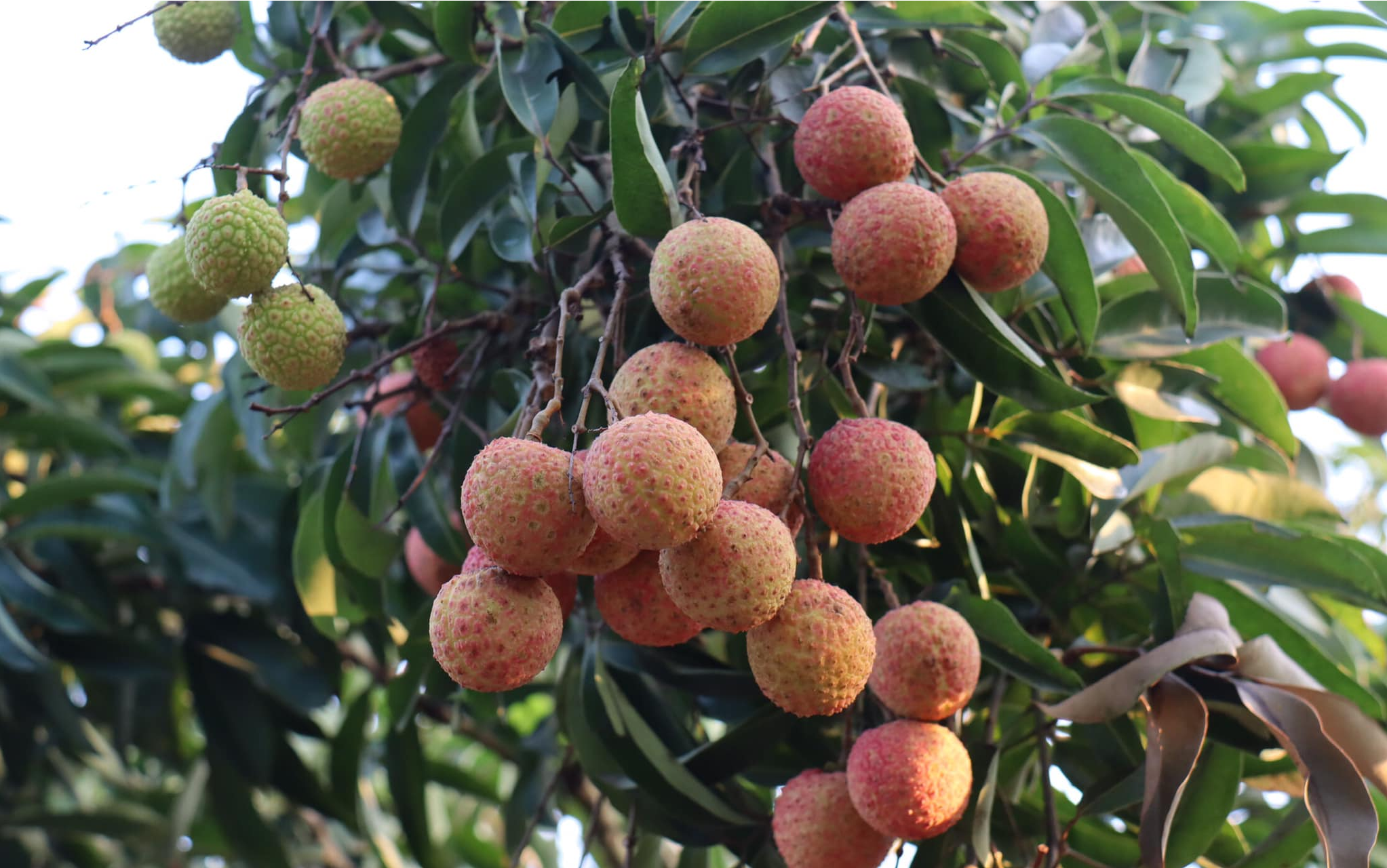 Vải thiều Thanh Hà đã được đăng ký chỉ dẫn địa lý và được cấp bằng bảo hộ chỉ dẫn địa lý từ năm 2007.