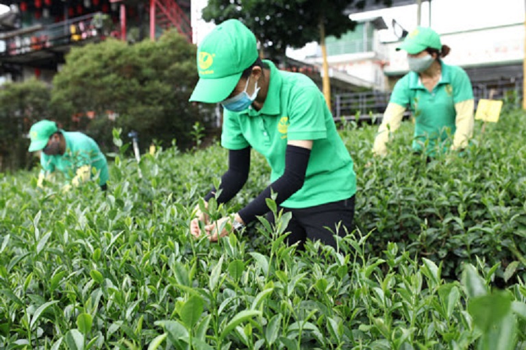 Xuất khẩu chè tăng cao về giá trị
