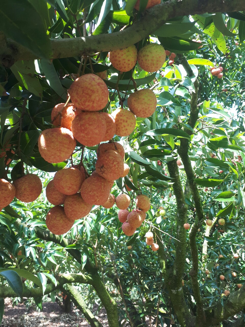 C&aacute;c vườn vải được lấy mẫu kiểm tra dư lượng thuốc bảo vệ thực vật trước khi thu h&aacute;i v&agrave; đều bảo đảm chất lượng theo&nbsp;ti&ecirc;u chuẩn VietGAP v&agrave; GlobleGAP.