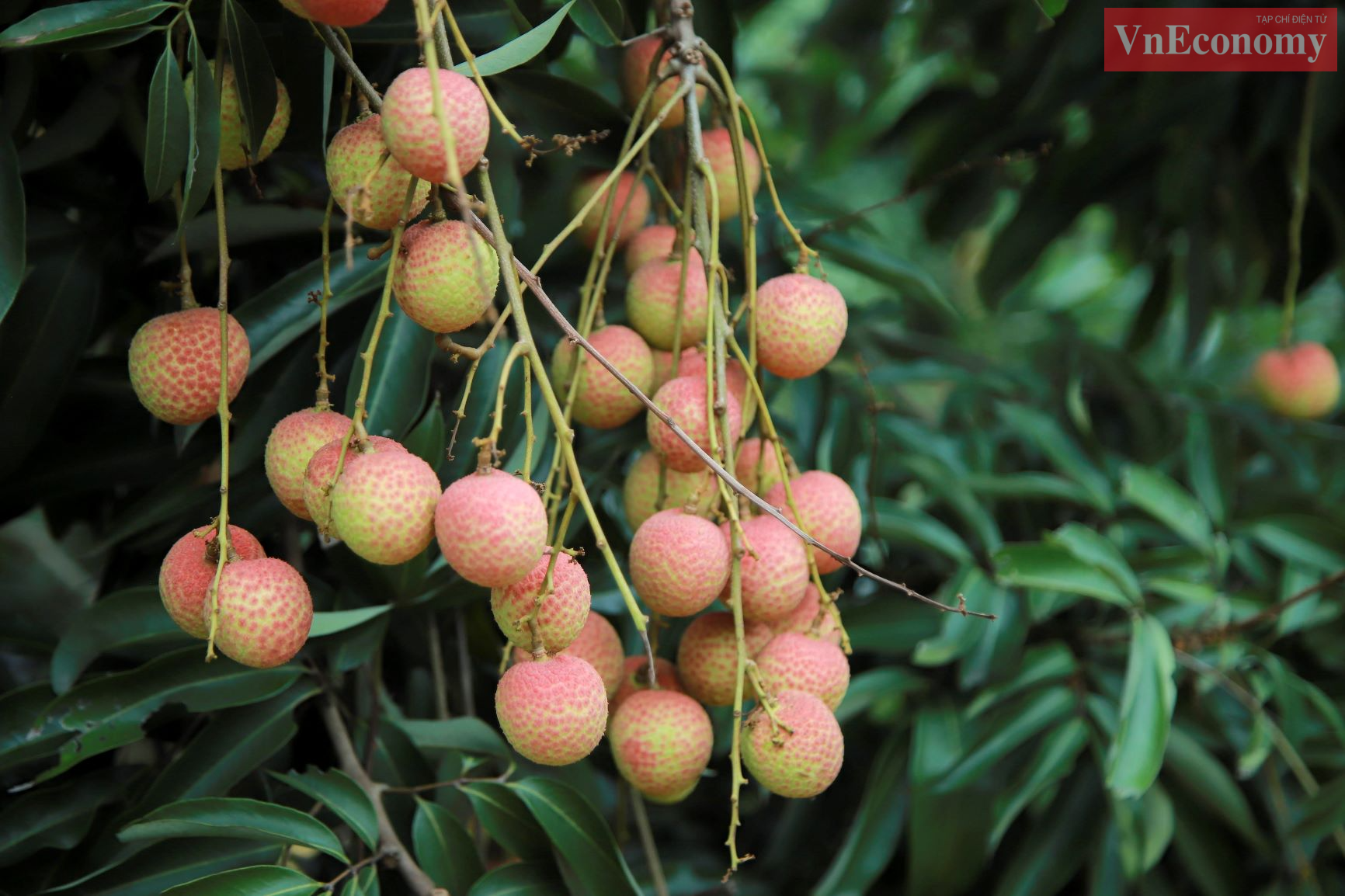 Chất lượng tr&aacute;i vải sớm bảo đảm ti&ecirc;u chuẩn xuất khẩu, ti&ecirc;u thụ ở c&aacute;c thị trường cao cấp của thế giới.