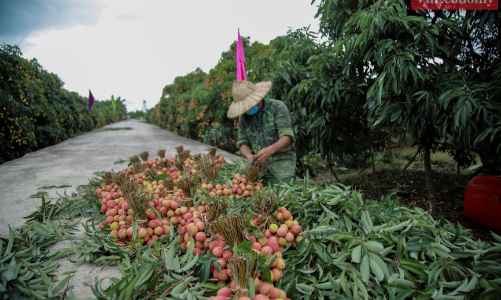 [Phóng sự ảnh] Hải Dương tổ chức lễ mở vườn vải xuất khẩu