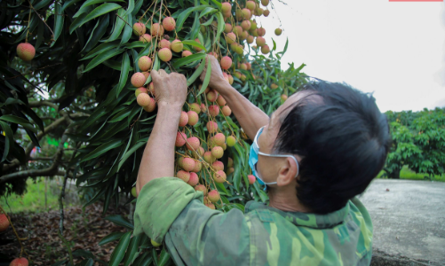 Mỗi giờ Sendo.vn bán hết 1 tấn vải thiều Hải Dương