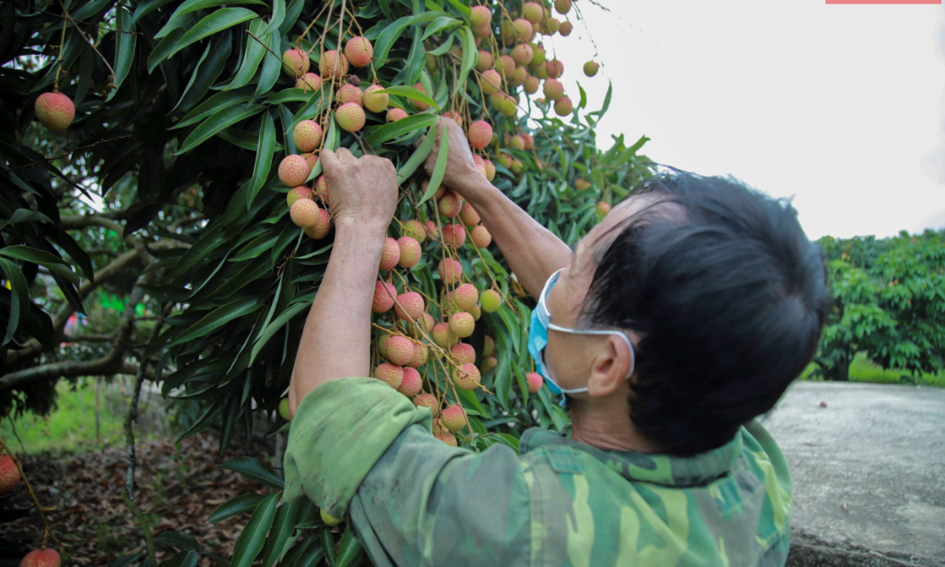 Chất lượng trái vải sớm tại Hải Dương bảo đảm tiêu chuẩn tiêu thụ ở các thị trường cao cấp của thế giới. Ảnh: Phương Thảo.