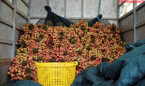 Sau Hội nghị xúc tiến thương mại, vải Thanh Hà được nhiều nơi đặt mua