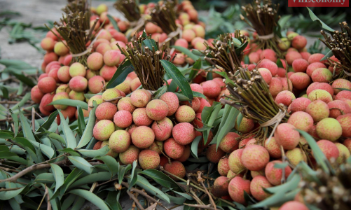 Vải Hải Dương đạt chuẩn xuất khẩu Nhật Bản được bán với giá 120.000 đồng/kg