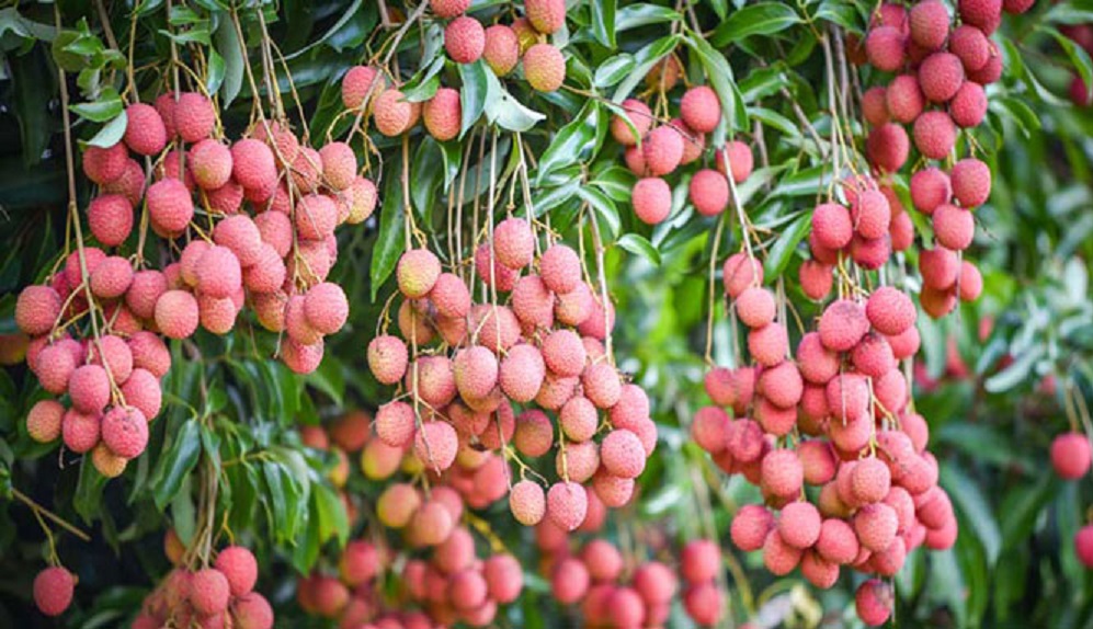 Quả vải Việt Nam được người tiêu dùng tại Australia rất ưa chuộng.